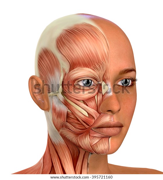 女性の顔の筋肉の解剖学 のイラスト素材
