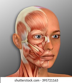 Female Face Muscles Anatomy illustration