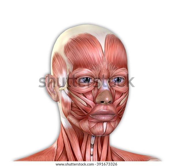 Female Face Muscles Anatomy Isolated On Stock Illustration 391673326