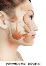 female facial muscles