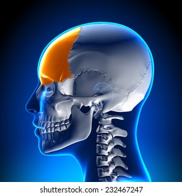 Female Frontal Bone - Skull Anatomy