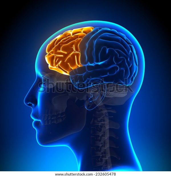 Female Frontal Lobe -\
Anatomy Brain