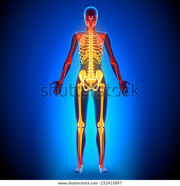 Female Full Skeleton Anatomy Bones Stock Illustration 232453897