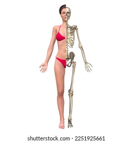 Female half body skeleton