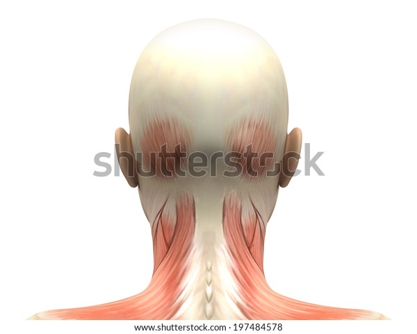 女性の頭の筋肉の構造 背景 のイラスト素材