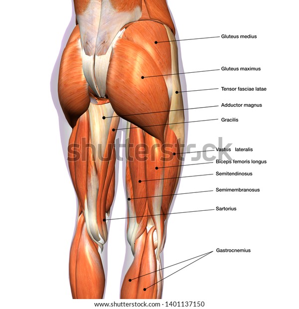 Female Hip Leg Muscles Labeled Posterior Stock Illustration 1401137150
