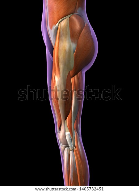 Female Hip Leg Muscles Side View Stock Illustration
