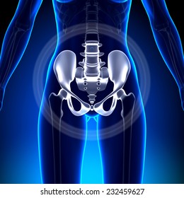 Female Hip Sacrum Pubis Ischium Ilium Stock Illustration 232459627 ...