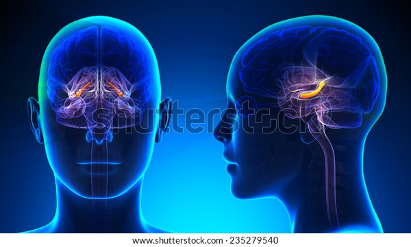 Female\
Hippocampus Brain Anatomy - blue\
concept