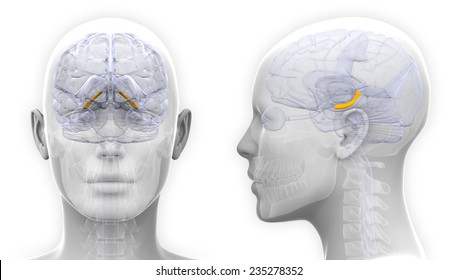 Female Hippocampus Brain Anatomy - isolated on white