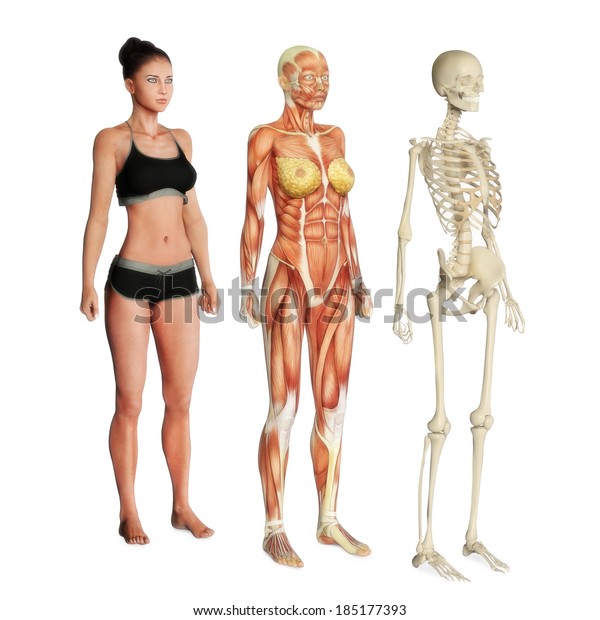 白い背景に皮膚 筋肉 骨格系のメスイラスト 男性向けも利用できます のイラスト素材 185177393