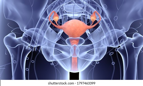 Female Internal Reproductive Organs Anatomy.3D