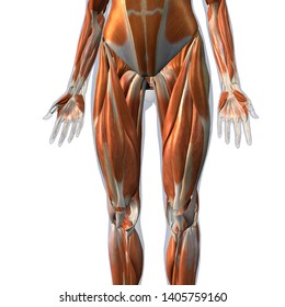 Female Leg Muscles Front View, 3D Rendering on White Background