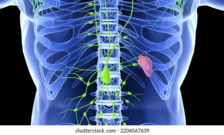 Female Lymph Node System And Sleep Anatomy 3d Illustration