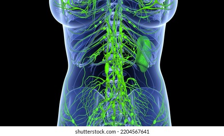 Female Lymph Node System And Sleep Anatomy 3d Illustration