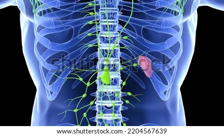 female lymph node system and sleep anatomy 3d illustration