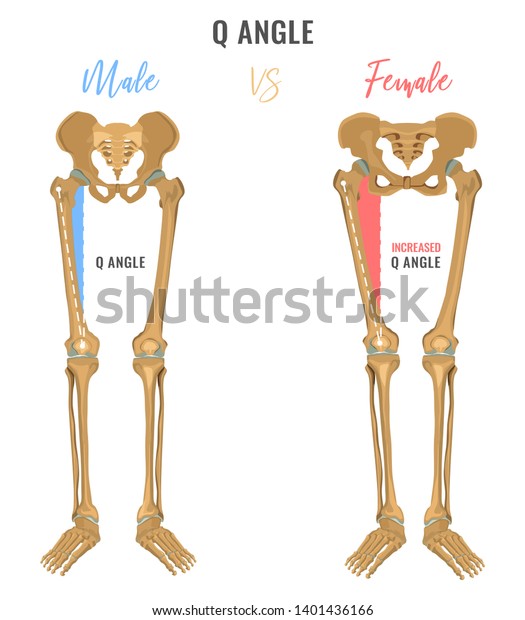 男女の骨格の違いのポスター 比較のq角度 主な性別のニュアンス 白い背景に美しいイラスト のイラスト素材