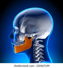 Female Mandible - Jaw Anatomy