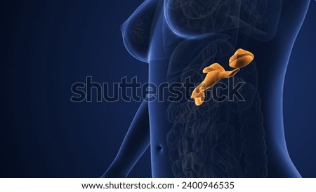 Female muscarinic acetylcholine receptor endocrine system 3d illustration Stock photo © 