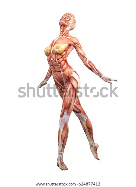 Female Muscle Anatomy Dancing 3d Illustration のイラスト素材