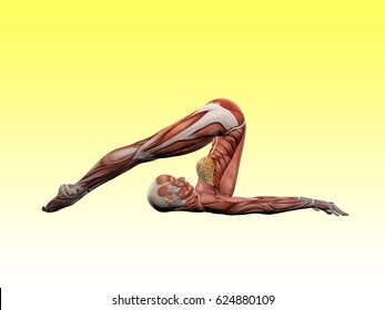 Female Muscle Anatomy Doing Yoga 3D Illustration