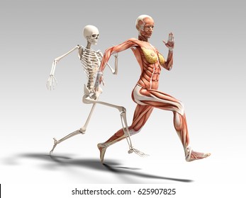 Female Muscle Anatomy And Skeleton Running 3D Illustration