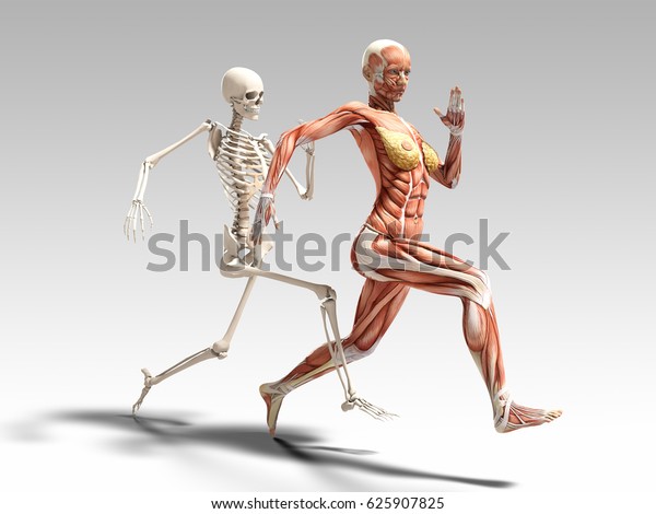 Female Muscle Anatomy Skeleton Running 3d Stock Illustration 625907825