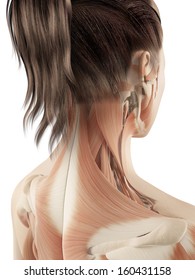 Female Neck Anatomy High Res Stock Images Shutterstock