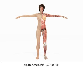 A female nude body anatomy for books 3d illustration on white no shadow