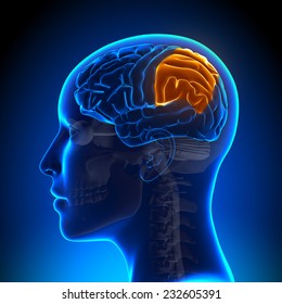 Female Parietal Lobe - Anatomy Brain