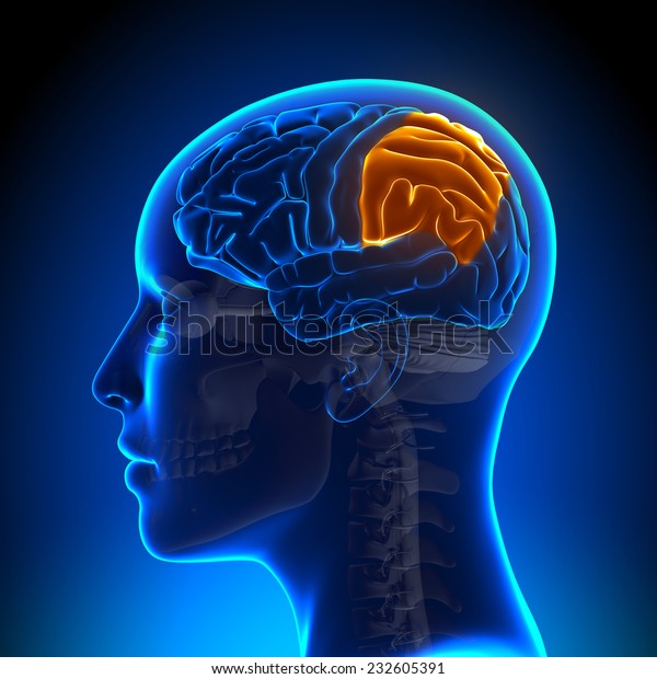 Female Parietal Lobe -\
Anatomy Brain