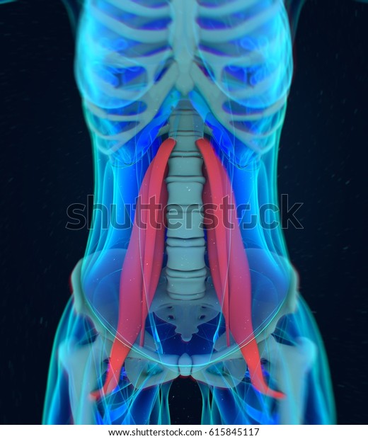 Female Psoas Muscle Soul Muscle Human Stock Illustration 615845117 ...