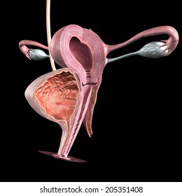 Female Reproductive System Stock Illustration 205351408 | Shutterstock