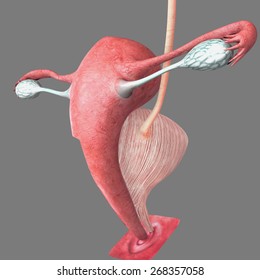 19,986 Uterus anatomy Images, Stock Photos & Vectors | Shutterstock