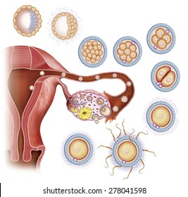 Female Reproductive System,