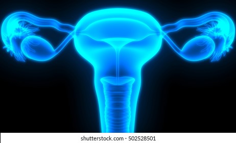 Female Reproductive System. 3D