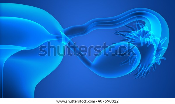 Female Reproductive System 3d Stock Illustration 407590822 Shutterstock 3878