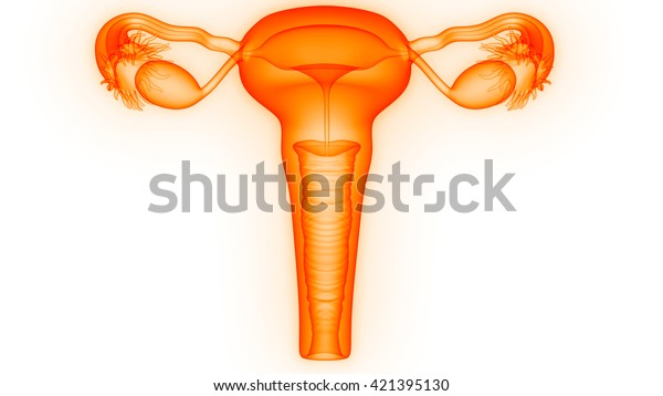 Female Reproductive System 3d Stock Illustration 421395130 Shutterstock 5424