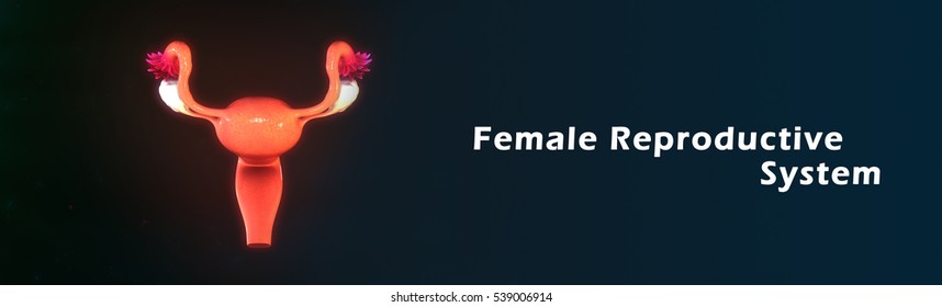 Female Reproductive System 3d Illustration Stock Illustration 539006914 ...