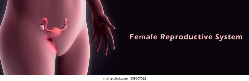 Female Reproductive system 3d illustration