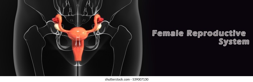 Female Reproductive System 3d Illustration