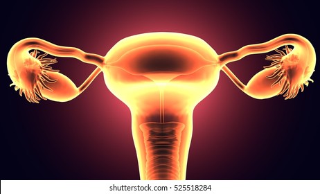 3d Mature Boy Porn - Female Reproductive System Images, Stock Photos & Vectors ...