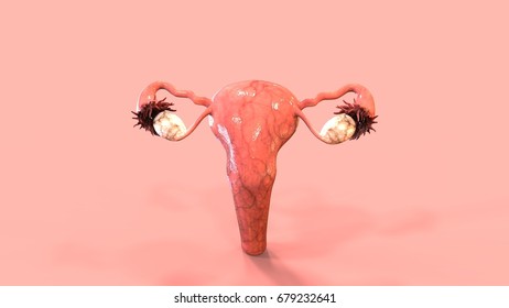 Female Reproductive System 3d Render