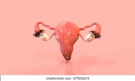 Female Reproductive System 3d Render