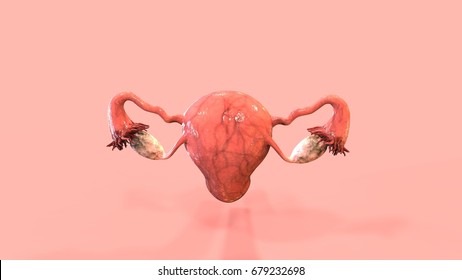 Female Reproductive System 3d Render