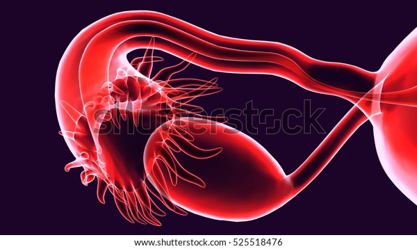 Female Reproductive System 3d Render Stock Illustration 525518476