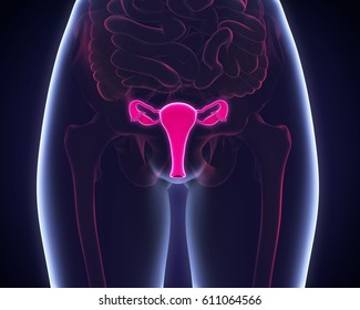 Female Reproductive System. 3D Rendering