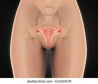 Female Reproductive System. 3D Rendering