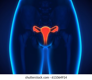 Female Reproductive System. 3D Rendering