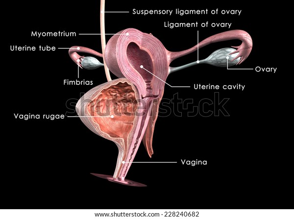 Female Reproductive System Stock Illustration 228240682